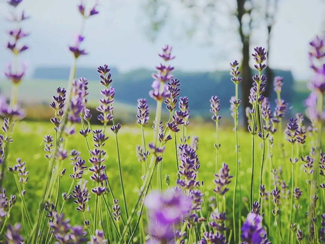 Färgsättning med blommor i inredningen illustration