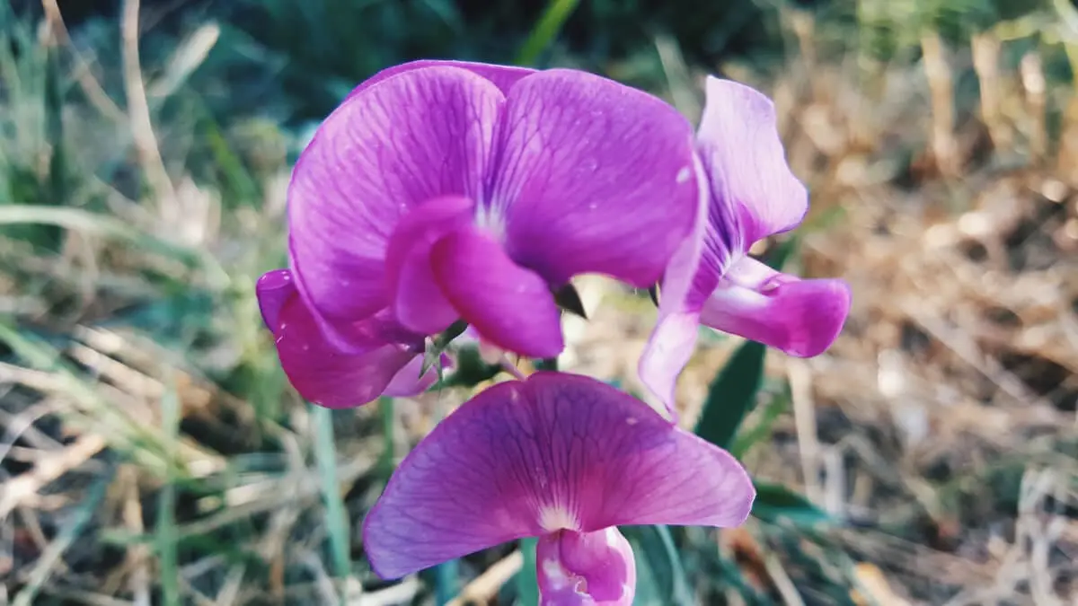 Så får du dina luktärter att blomma som aldrig förr! illustration