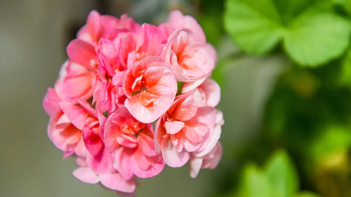 Så sköter du om dina pelargoner på bästa sätt illustration