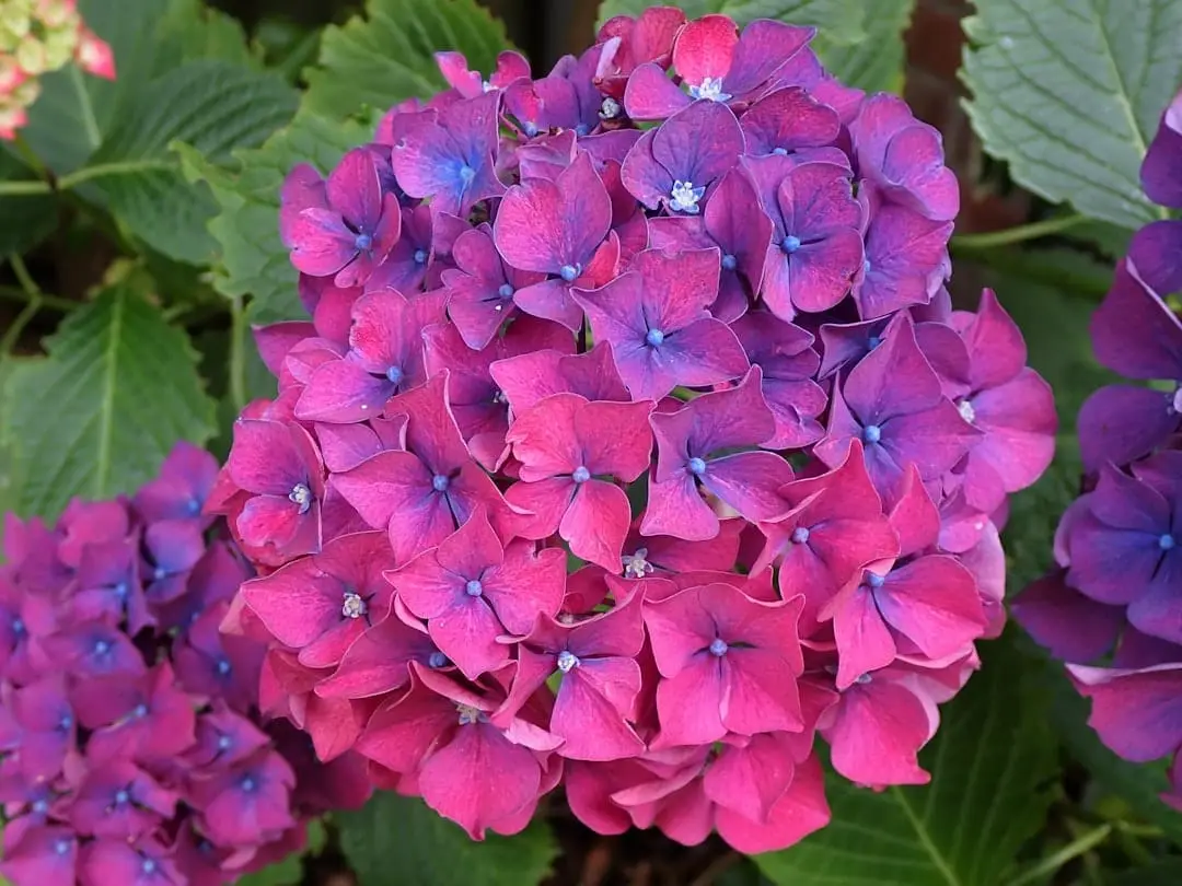 Så lyckas du med din syrenhortensia i trädgården illustration