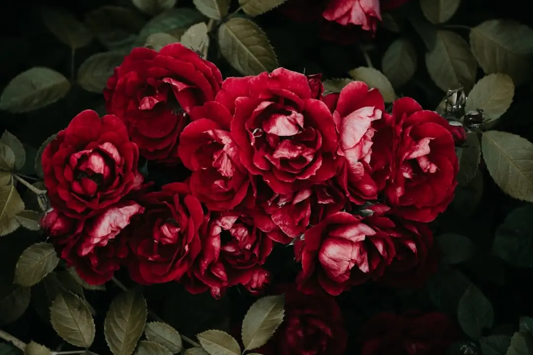 Vackra blomsterarrangemang för sommaren illustration